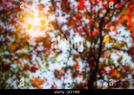 Unschärfe der Bäume mit Licht im Herbst. Stockfoto