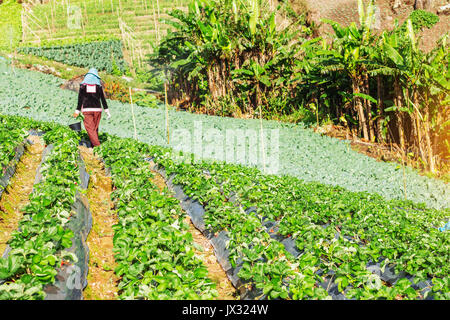 Mit Erdbeeren Züchter in den Bergen gepflanzt. Stockfoto