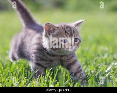 Junge Katze im grünen Gras im Freien Stockfoto