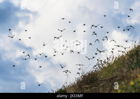 Eine Herde von Staren gegen den Himmel gesehen. Stockfoto