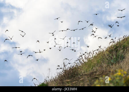 Eine Herde von Staren gegen den Himmel gesehen. Stockfoto