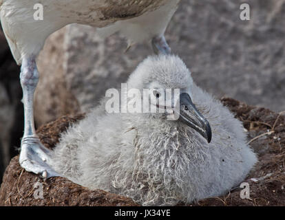 Black-Browed Albatros Küken auf Nest (Thalassarche Melanophrys), West Point Island, Falkland Stockfoto