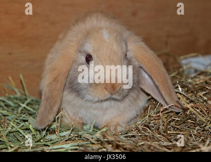 Creme Harleguin Mini-Lop Kaninchen Doe Kit Stockfoto