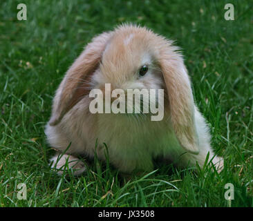 Creme Harleguin Mini-Lop Kaninchen Doe Kit Stockfoto