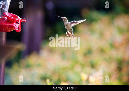 Ein Kolibri ist im Flug auf dem Weg zu einem Schrägförderer mit Flügeln verfangen. Stockfoto