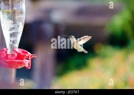 Ein Kolibri ist im Flug auf dem Weg zu einem Schrägförderer mit Flügeln verfangen. Stockfoto