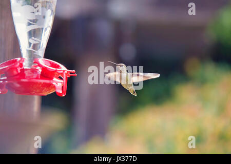 Ein Kolibri ist im Flug auf dem Weg zu einem Schrägförderer mit Flügeln verfangen. Stockfoto