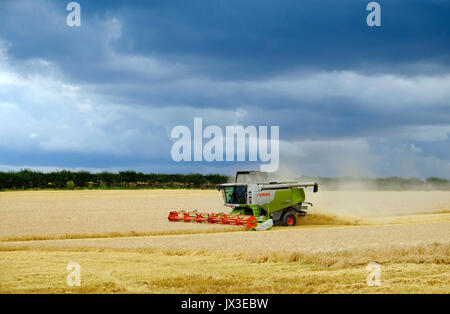 Feldhäcksler Weizen ernten kombinieren, North Norfolk, England Stockfoto