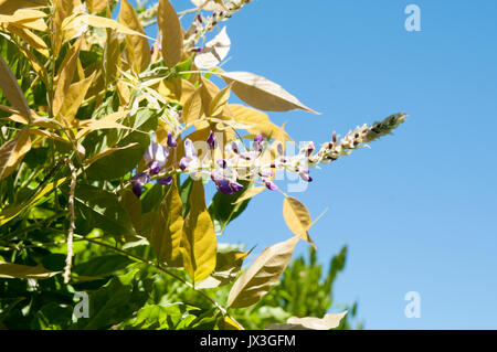 Aufwändige Lila Blume fotografiert in Saint Bertrand de Comminges, Pyrenäen, Frankreich Stockfoto