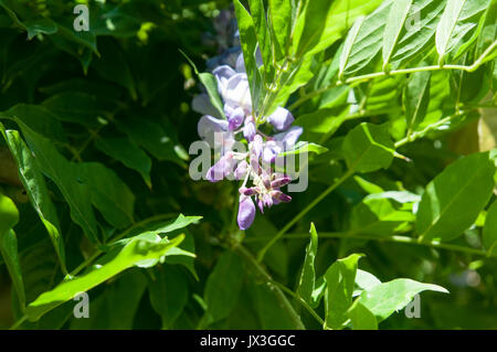 Aufwändige Lila Blume fotografiert in Saint Bertrand de Comminges, Pyrenäen, Frankreich Stockfoto