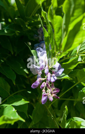 Aufwändige Lila Blume fotografiert in Saint Bertrand de Comminges, Pyrenäen, Frankreich Stockfoto