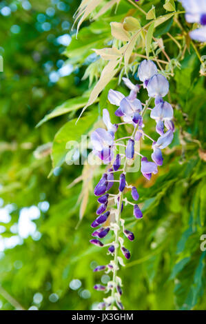 Aufwändige Lila Blume fotografiert in Saint Bertrand de Comminges, Pyrenäen, Frankreich Stockfoto