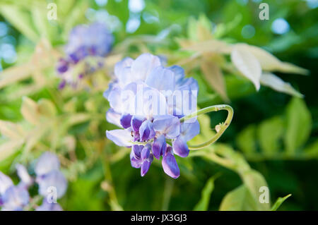 Aufwändige Lila Blume fotografiert in Saint Bertrand de Comminges, Pyrenäen, Frankreich Stockfoto