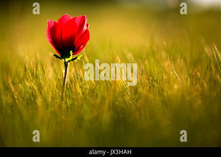 Israel, in der Nähe von Bud eine rote Anemone coronaria (Poppy Anemone). Diese wildflower kann in mehreren Farben angezeigt werden. Vor allem Rot, Violett, Blau und Weiß Stockfoto