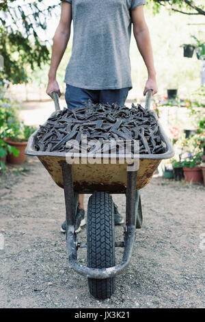 Ein junger kaukasischer Mann drückte eine Schubkarre voll mit johannisbrotbäumen während der Ernte diese Frucht in Spanien Stockfoto