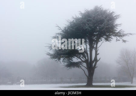 Einsamer Baum auf der nebligen, frostigen Morgen im Sherwood Forest, Großbritannien Stockfoto