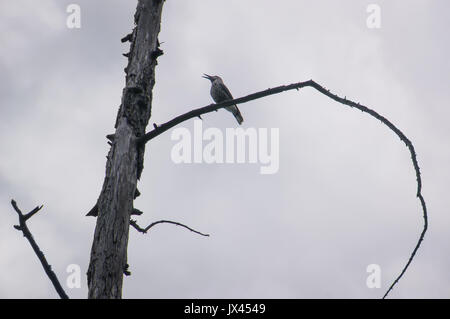 Common Starling, Sturnus vulgaris. Der schwarze Vogel sitzt auf Zweig auf dem Hintergrund der dunklen grauen Himmel. Stockfoto