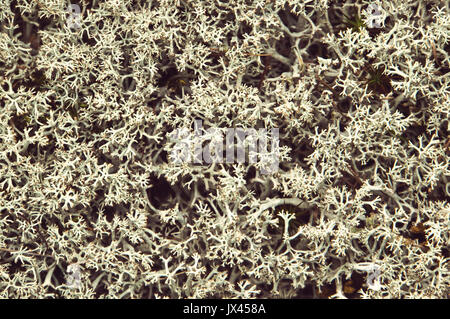 White Moss Hintergrund. Buschigen weißen Flechten, die zu der Gattung Cladonia. Stockfoto