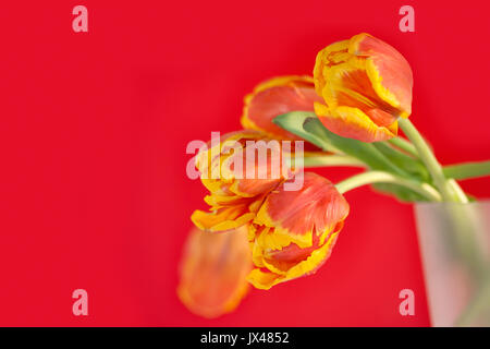 Bunte Tulpen Stockfoto