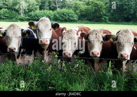 Fleischrinder UK Stockfoto