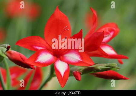 Wasserfall Gladiolen (Gladiolus cardinalis), in voller Blüte in einem schattigen Grenze von einem Englischen Garten im Sommer (Juli), UK Stockfoto