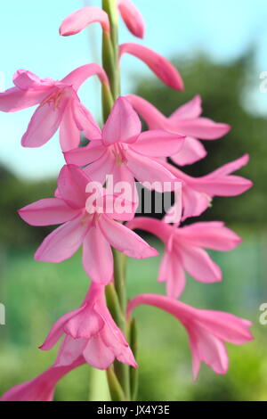 Watsonia "tresco Dawrf Rosa 'Hybrid in voller Blüte in einem Englischen Garten im Sommer (Juli), UK Stockfoto