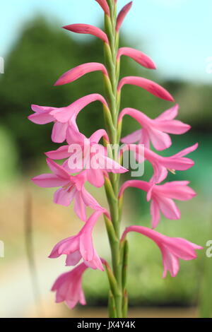 Watsonia "tresco Dawrf Rosa 'Hybrid in voller Blüte in einem Englischen Garten im Sommer (Juli), UK Stockfoto