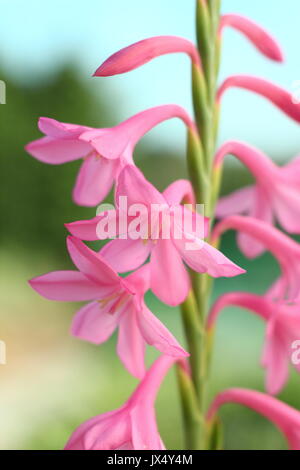 Watsonia "tresco Dawrf Rosa 'Hybrid in voller Blüte in einem Englischen Garten im Sommer (Juli), UK Stockfoto