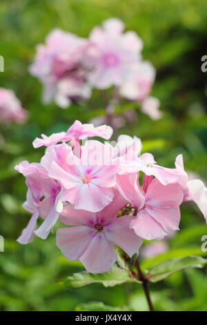 Phlox paniculata 'Rosa Pastell' oder mehrjährige Phlox 'Rosa Pastell' blühen in einem Englischen Garten Grenze im Sommer (Juli), UK Stockfoto