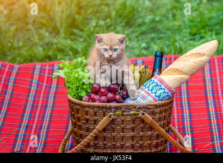 Kleines Kätzchen saß auf dem Picknick im Freien Stockfoto