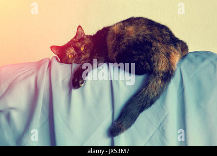 Verspielte schildpatt Katze auf der Couch liegen Stockfoto