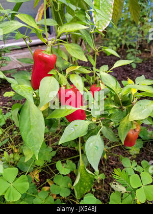 Regentropfen auf Paprika Pflanzen im Gemüsegarten Stockfoto
