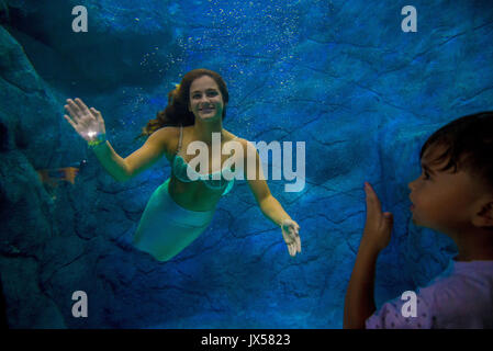 Sao Paulo, Brasilien. 14 Aug, 2017. Besucher sehen Sie mehrere Meerjungfrauen, während Sie sich in einem riesigen Tank während der Show in einem Aquarium in Sao Paulo, Brasilien Schwimmen. Credit: Cris Fafa/ZUMA Draht/Alamy leben Nachrichten Stockfoto