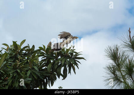 Asunción, Paraguay. 14 Aug, 2017. Leicht bewölkt mit sonnigen Perioden in Asuncion als Paar guira Kuckucks (Guira guira) Futter für Nahrung auf japanische Wollmispel Baum, ist während der sonnigen Intervall in Paraguays Hauptstadt gesehen. Credit: Andre M. Chang/ARDUOPRESS/Alamy leben Nachrichten Stockfoto