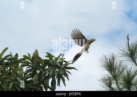 Asunción, Paraguay. 14 Aug, 2017. Leicht bewölkt mit sonnigen Perioden in Asuncion als Paar guira Kuckucks (Guira guira) Futter für Nahrung auf japanische Wollmispel Baum, ist während der sonnigen Intervall in Paraguays Hauptstadt gesehen. Credit: Andre M. Chang/ARDUOPRESS/Alamy leben Nachrichten Stockfoto