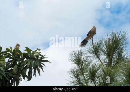 Asunción, Paraguay. 14 Aug, 2017. Leicht bewölkt mit sonnigen Perioden in Asuncion als Paar guira Kuckucks (Guira guira) Futter für Nahrung am Baum, ist während der sonnigen Intervall in Paraguays Hauptstadt gesehen. Credit: Andre M. Chang/ARDUOPRESS/Alamy leben Nachrichten Stockfoto