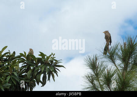 Paar guira Kuckucks (Guira guira) Futter für Nahrung am Baum, Asuncion, Paraguay Stockfoto