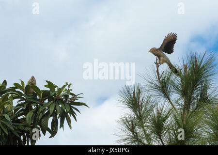 Paar guira Kuckucks (Guira guira) Futter für Nahrung am Baum, Asuncion, Paraguay Stockfoto