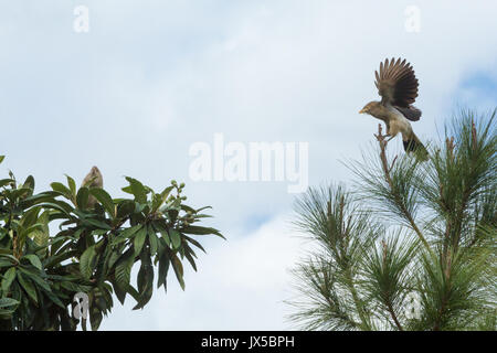 Paar guira Kuckucks (Guira guira) Futter für Nahrung am Baum, Asuncion, Paraguay Stockfoto