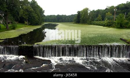 Newburgh, New York, USA. 15 Aug, 2017. Wissenschaftler warnen, dass der globale Klimawandel ist mit einem Anstieg der schädlichen blau-grünen Algen Blüte Teiche, Seen und Bäche zu Süßwasser. Credit: ZUMA Press, Inc./Alamy leben Nachrichten Stockfoto