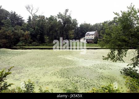 Newburgh, New York, USA. 15 Aug, 2017. Wissenschaftler warnen, dass der globale Klimawandel ist mit einem Anstieg der schädlichen blau-grünen Algen Blüte Teiche, Seen und Bäche zu Süßwasser. Credit: ZUMA Press, Inc./Alamy leben Nachrichten Stockfoto