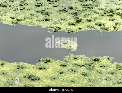 Newburgh, New York, USA. 15 Aug, 2017. Wissenschaftler warnen, dass der globale Klimawandel ist mit einem Anstieg der schädlichen blau-grünen Algen Blüte Teiche, Seen und Bäche zu Süßwasser. Credit: ZUMA Press, Inc./Alamy leben Nachrichten Stockfoto