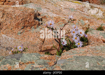 Wilde astern von Crack in Boulder Stockfoto