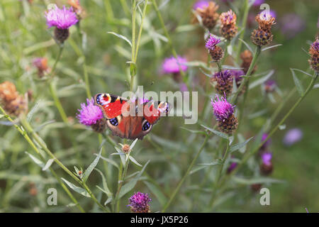Tagpfauenauge Stockfoto