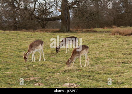 Eine Herde Rehe grasen auf einer Wiese Stockfoto