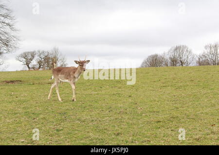 Einen Hirsch zu Fuß in einer Wiese an Knole Park Stockfoto