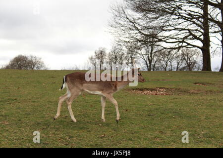 Einen Hirsch zu Fuß in einer Wiese an Knole Deer Park Stockfoto