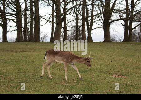 Einen Hirsch zu Fuß in einer Wiese an Knole Deer Park Stockfoto