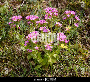 Gemeinsame centaury Centaurium erthraea auf Sand Dünen bei Threecliff Bay an der Küste der Halbinsel Gower in South Wales UK Stockfoto