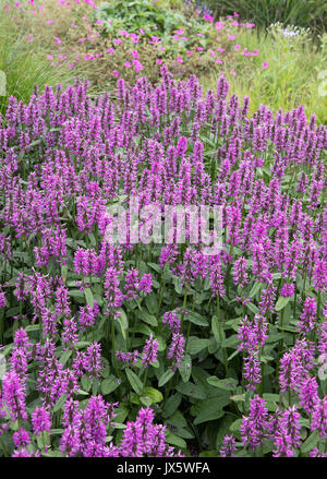 Purpurrote Stachys officinalis 'Hummelo' auf einer Insel Staudenbeet in Somerset Land Garten wachsenden Stockfoto